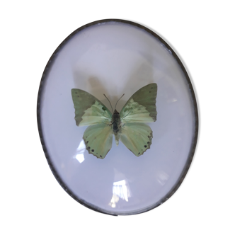 Papillon vert encadré cadre ovale bombé