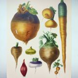 Illustration of garden vegetables - Illustration of the Vilmorin Vintage Botanical Vegetable Garden. Yellow beetroot