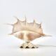 Accent lamp made of natural white shells, 1960s.