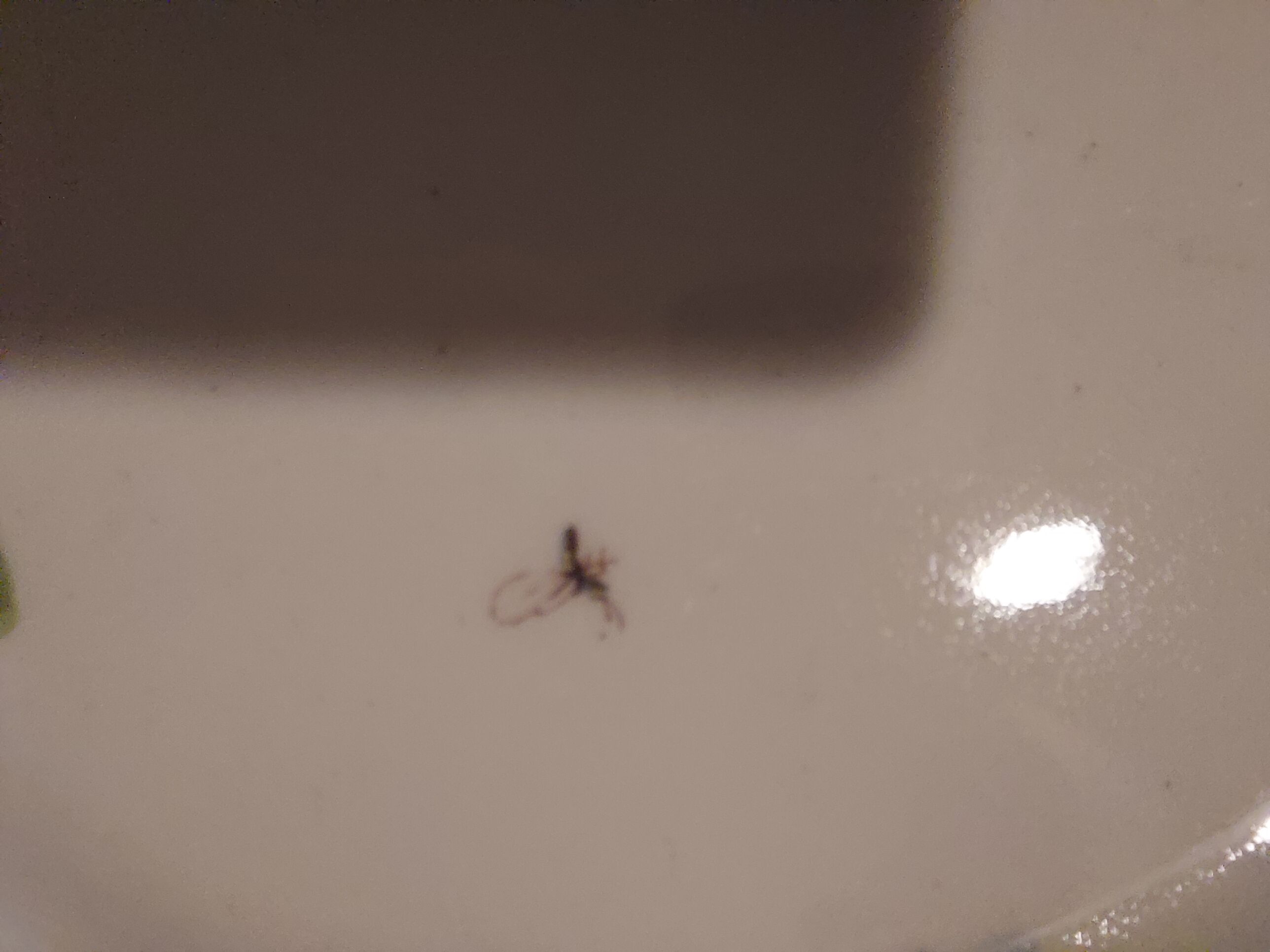 10 dessert plates painted decorated with flowers, insects (all different)