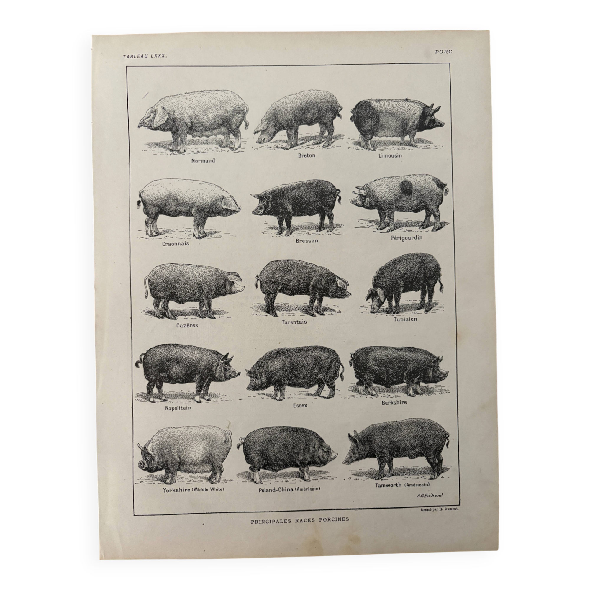 Old engraving of pork (1920)