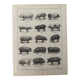 Old engraving of pork (1920)