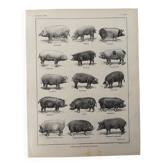 Ancienne gravure sur le porc (1920)