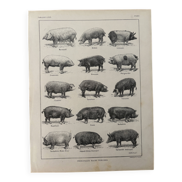 Old engraving of pork (1920)
