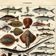 Old engraving from 1923 - Fish by A. Millot - Water illustration