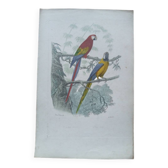 Poster - 19th century zoological engraving - scarlet macaw and blue macaw