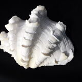 Tridacne Bénitier géant xx -ème