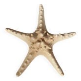 Starfish