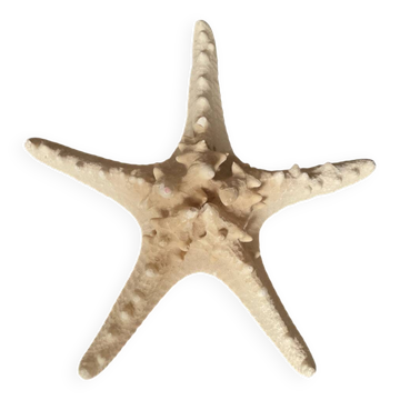 Starfish