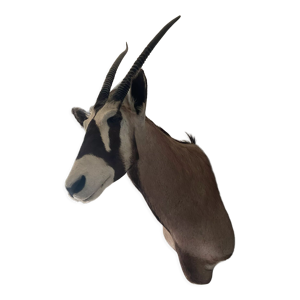 Trophée oryx d’afrique - sud