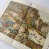 Lithographie ancienne 1909 - Flore alpine - gravure nature montagne vintage