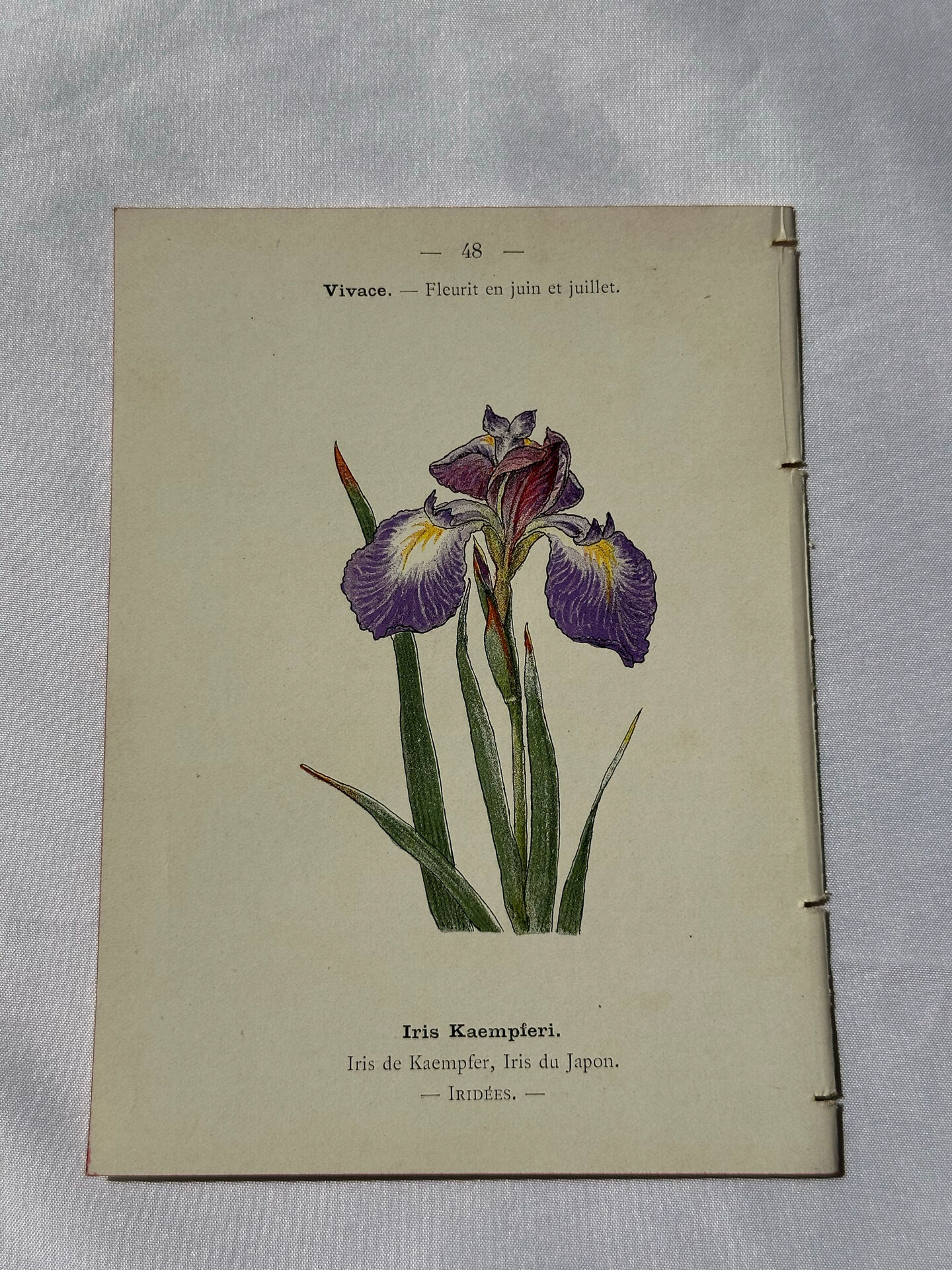 🌿 Botanical Plate Old Naturalist Engraving 19th Century Double-Sided