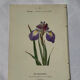 🌿 Botanical Plate Old Naturalist Engraving 19th Century Double-Sided
