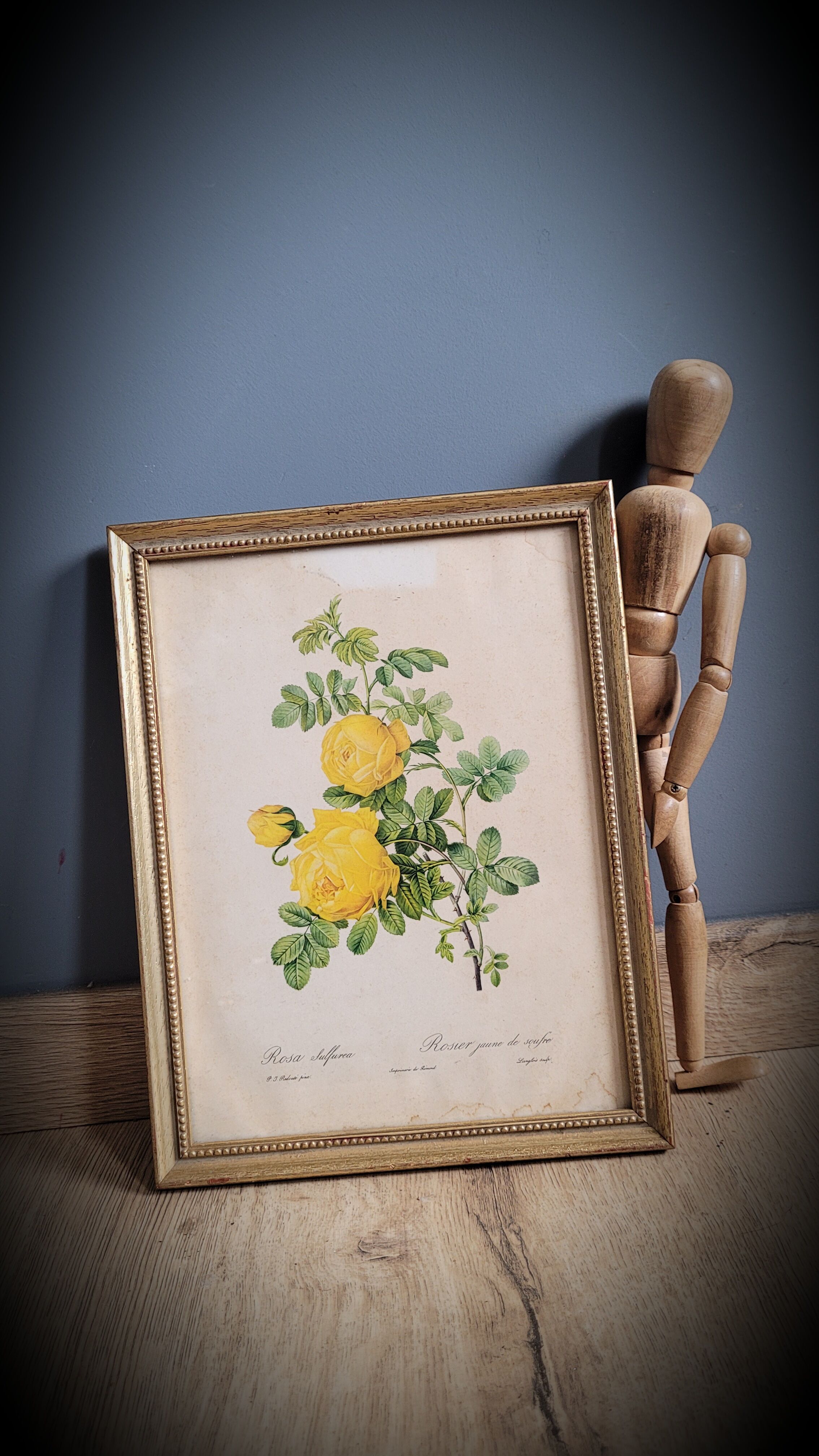 Litho yellow sulfur rose p