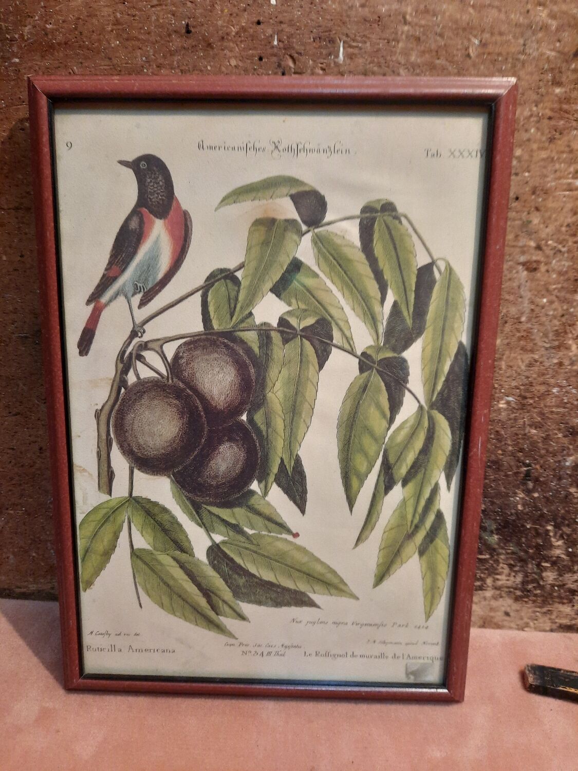 Botanical plate
