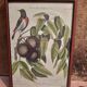 Botanical plate