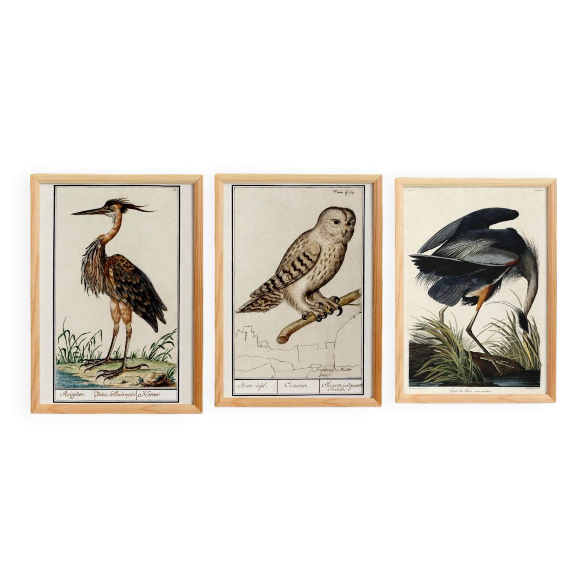 Set of 3 posters on birds, based on old engravings.
