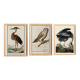 Set of 3 posters on birds, based on old engravings.