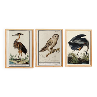 Set of 3 posters on birds, based on old engravings.