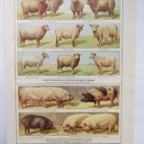 Antique engraving from 1920 - Sheep and Pigs - Original plate