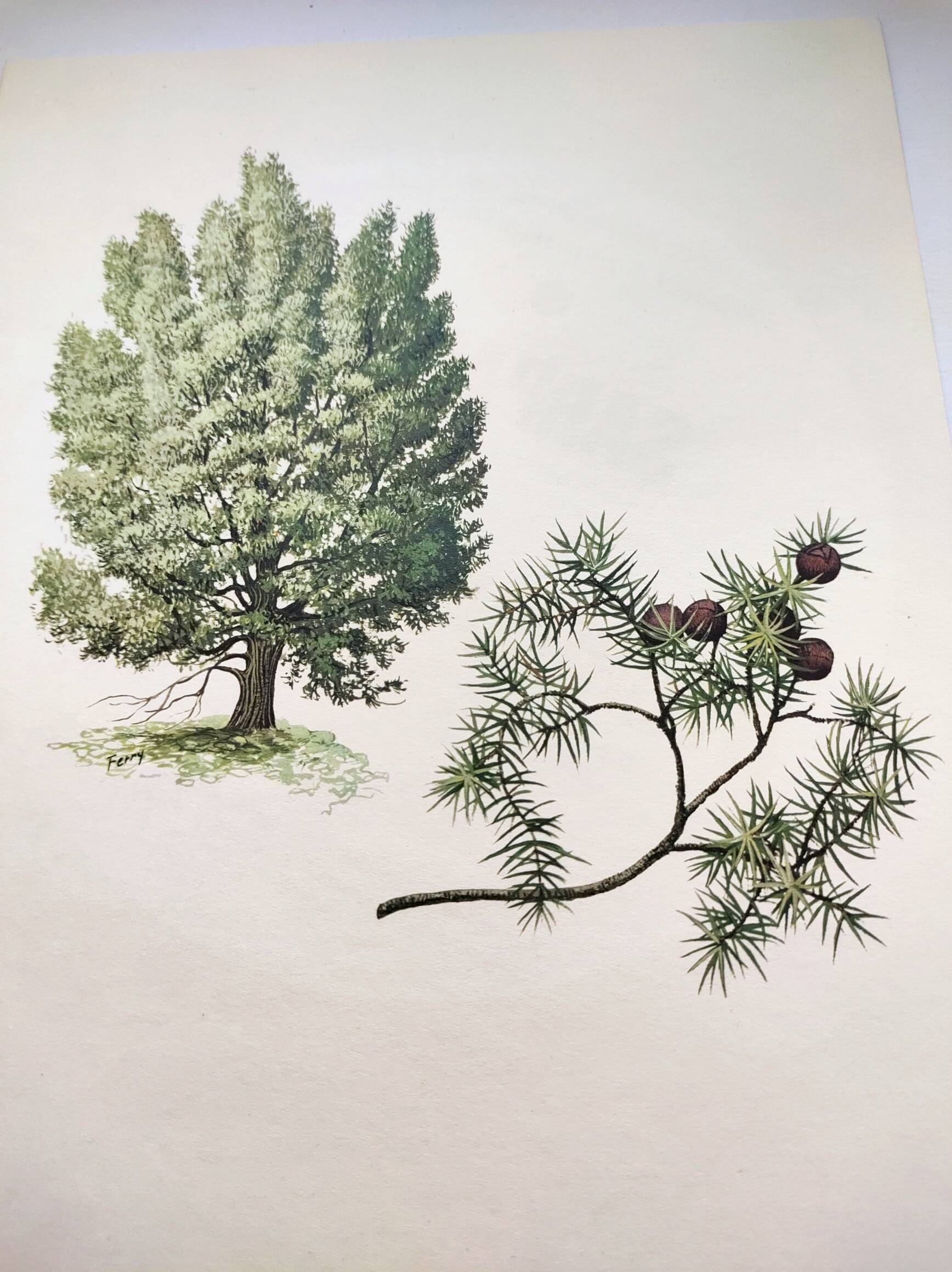 Illustration of Common Juniper - Vintage Nature Plate. Botanical Tree 1960