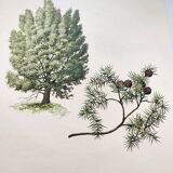 Illustration of Common Juniper - Vintage Nature Plate. Botanical Tree 1960