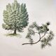 Illustration of Common Juniper - Vintage Nature Plate. Botanical Tree 1960