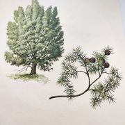 Illustration Genévrier Commun-, planche botanique, 1960