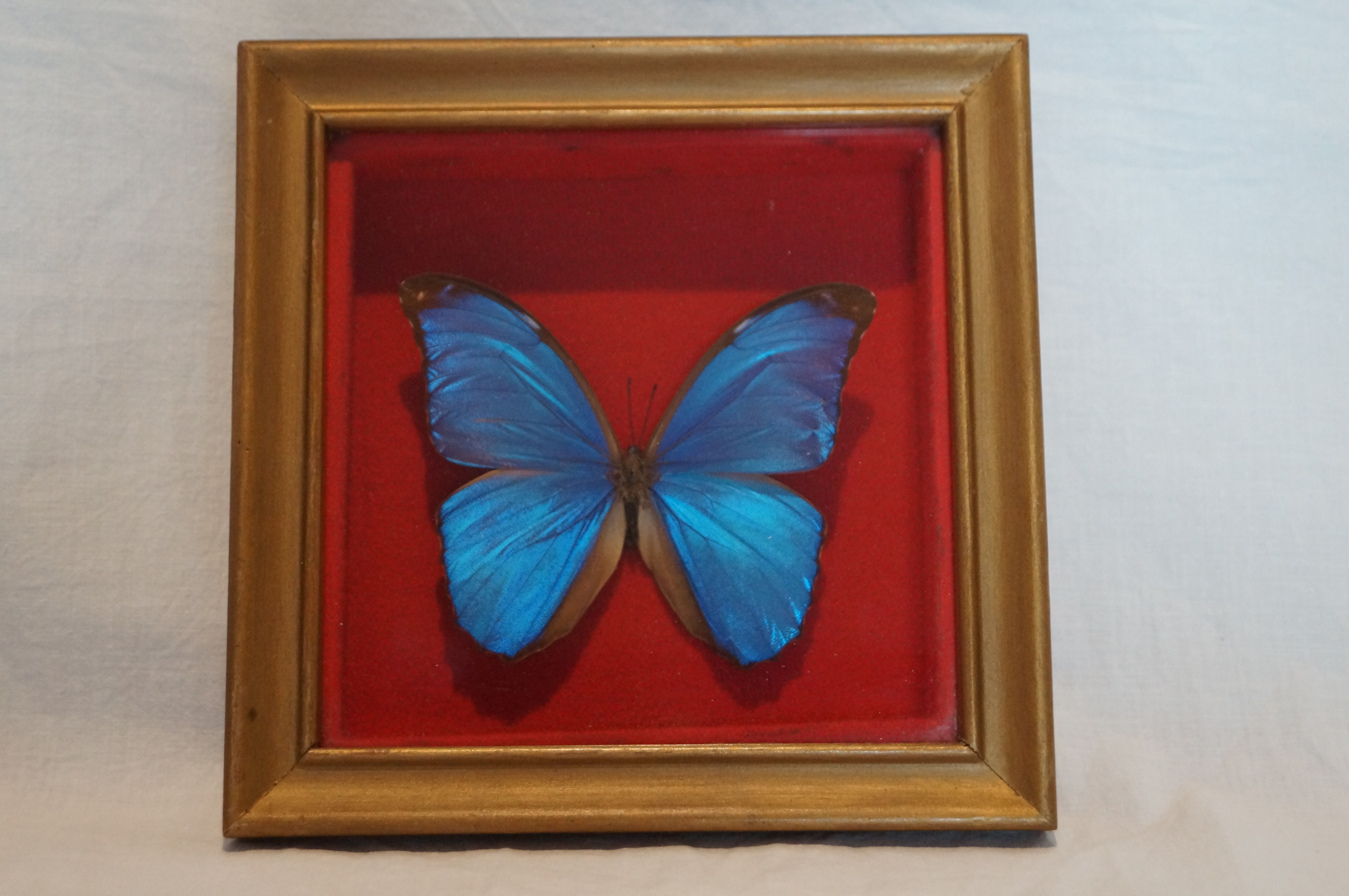 Butterfly frame