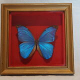 Butterfly frame