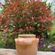 Light brown ceramic jar