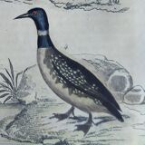 Original ornithological plate " Phalarope ashy - Gray-cheeked hail - &c... Buffon (1837)