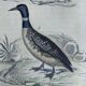 Original ornithological plate " Phalarope ashy - Gray-cheeked hail - &c... Buffon (1837)
