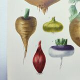 Illustration of garden vegetables - Illustration of the Vilmorin Vintage Botanical Vegetable Garden. Yellow beetroot