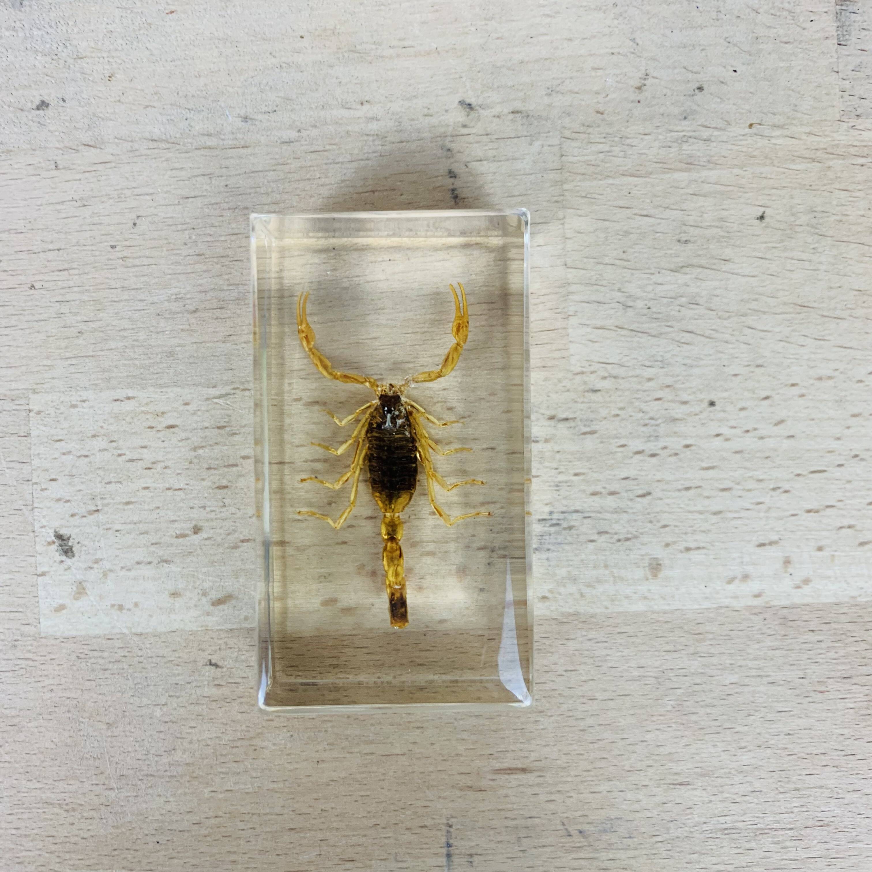 Scorpion insect inclusion resin