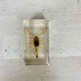 Scorpion insect inclusion resin