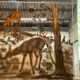 Doe-themed eglomized mirror