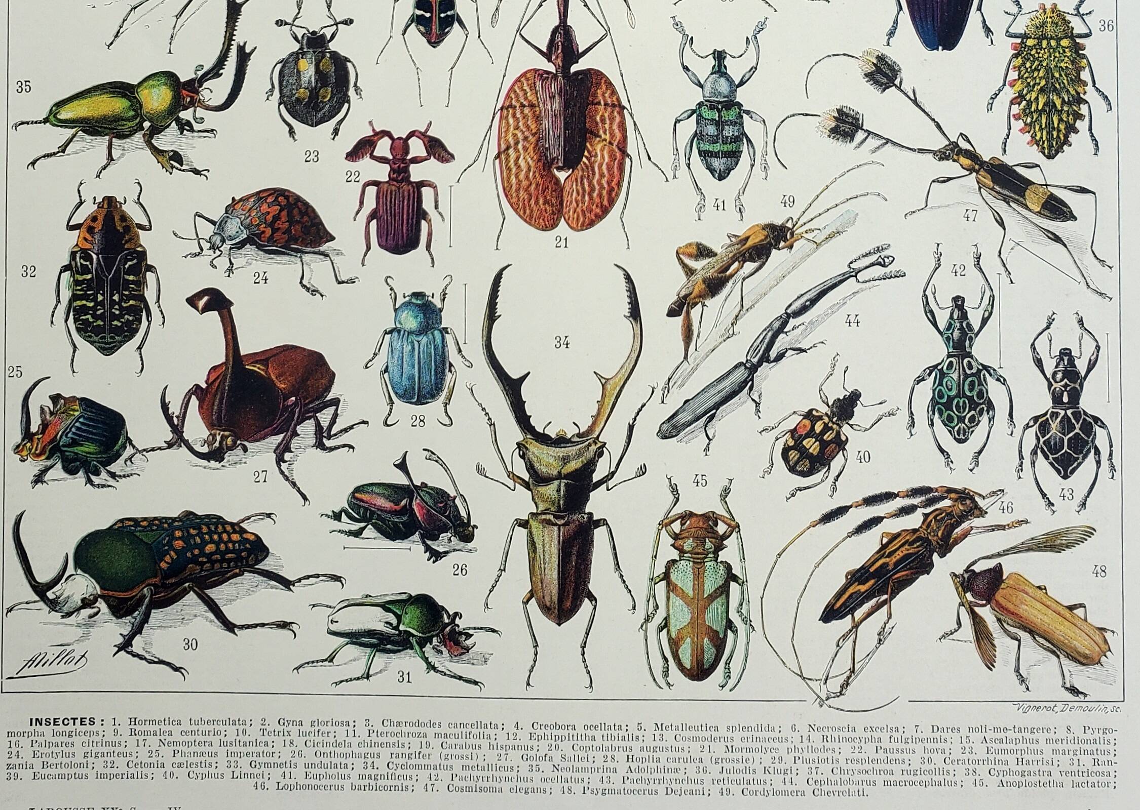 Antique engraving 1928, Insects, entomology, beetles • Lithograph, original illustration