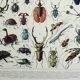 Antique engraving 1928, Insects, entomology, beetles • Lithograph, original illustration