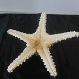 Starfish/diameter 25 cm