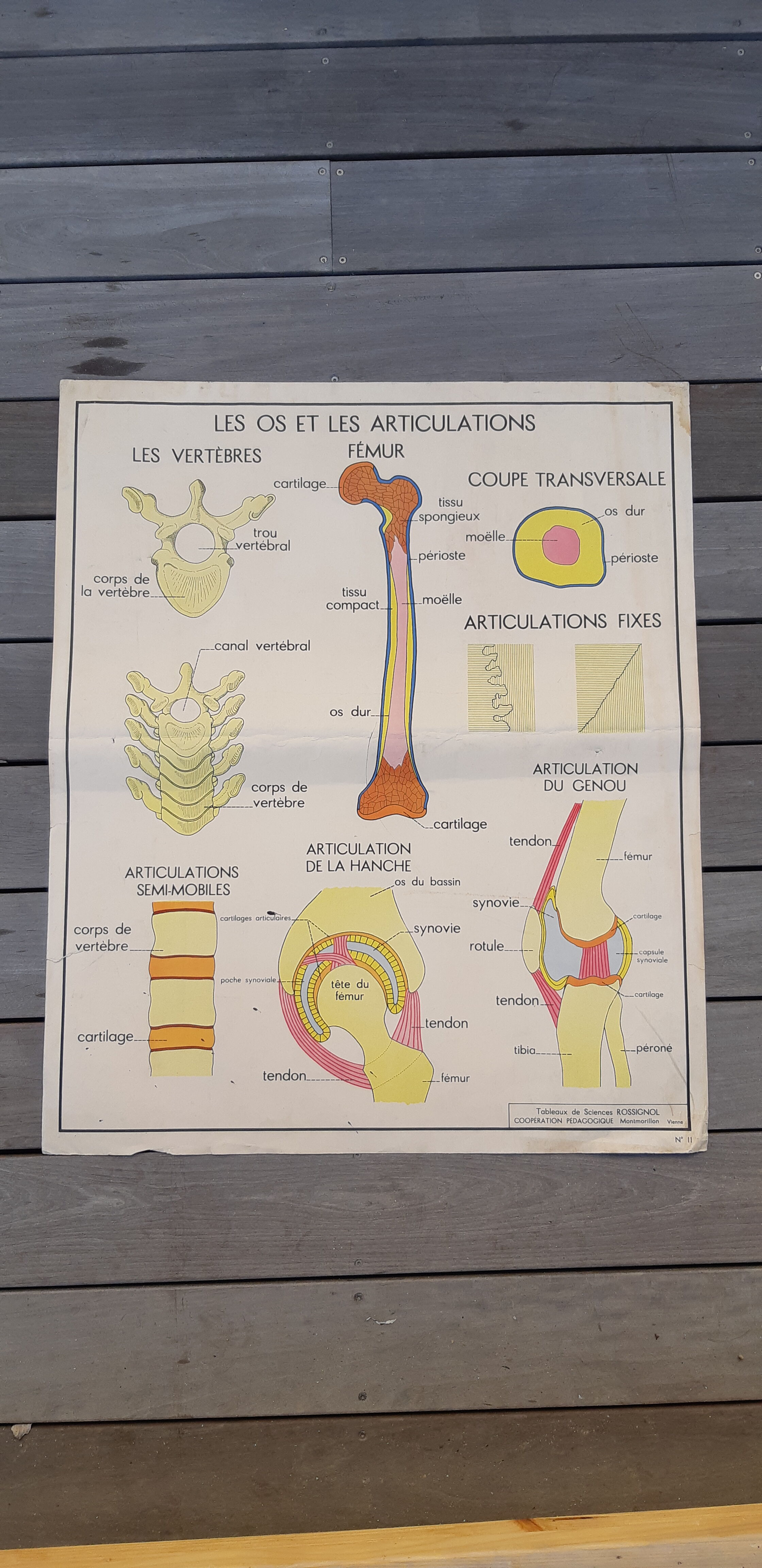 Rossignol educational posters