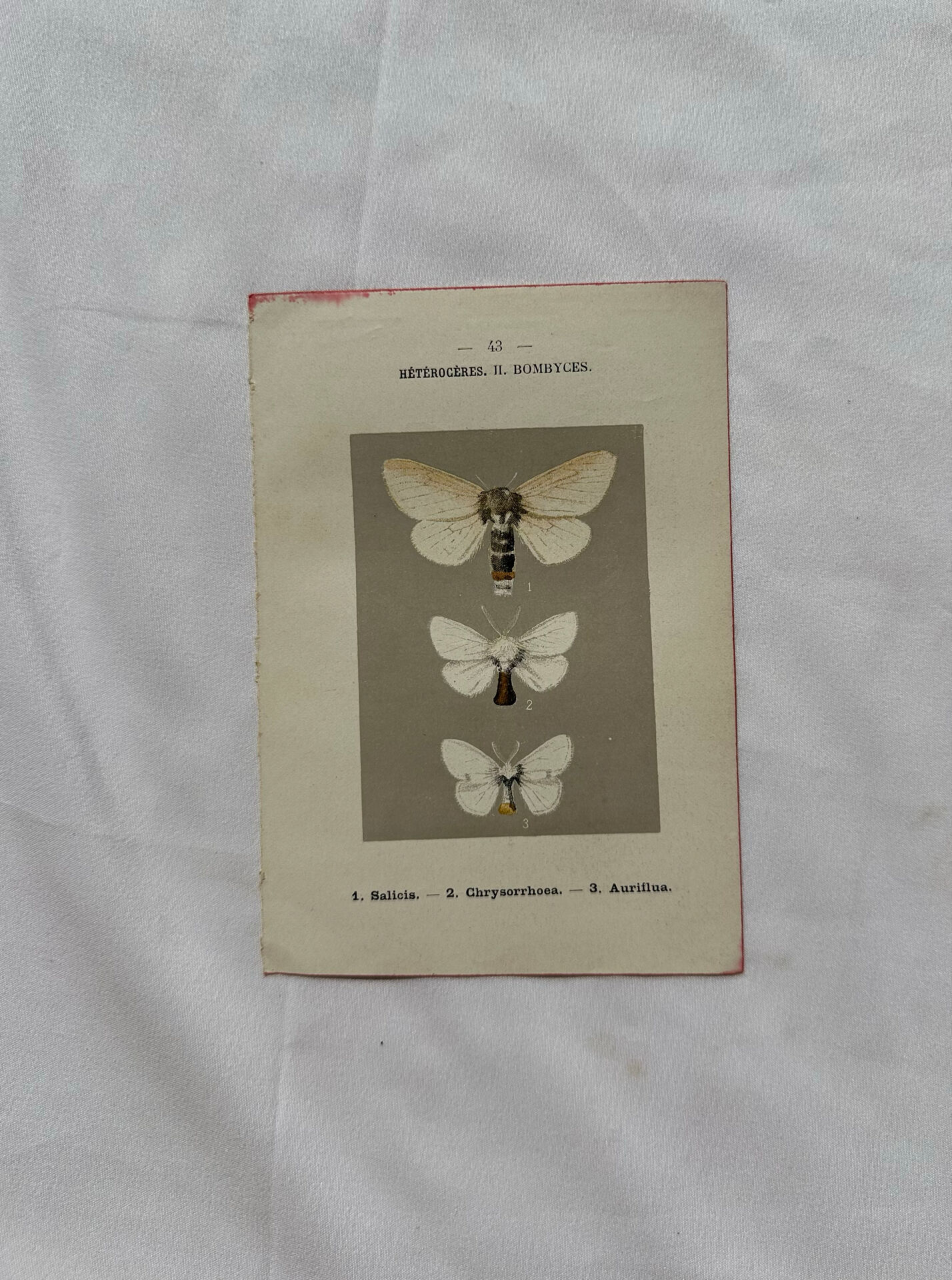 Botanical Plate 1800 Old naturalist engraving 19th century double-sided