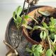 Vintage 3 buffalo hanging planter