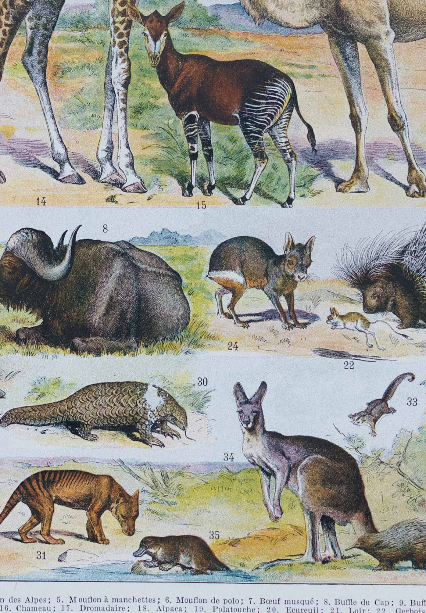 Original plate from 1930: wild and domestic mammals