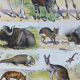 Original plate from 1930: wild and domestic mammals
