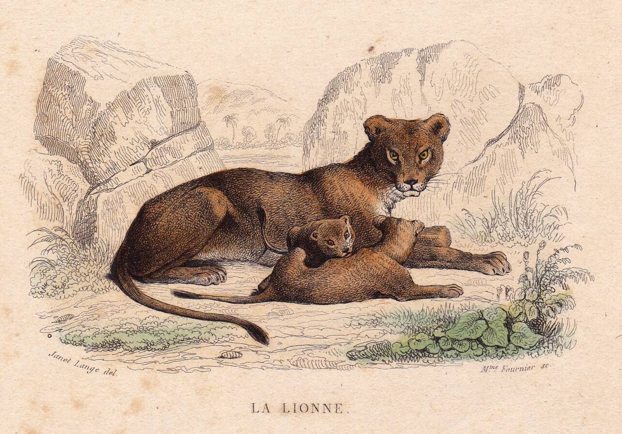19th Century Engraving 1850 Lion Lioness Lion Cub Animals Feline