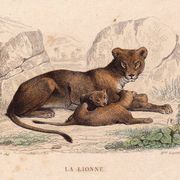 19th Century Engraving 1850 Lion Lioness Lion Cub Animals Feline
