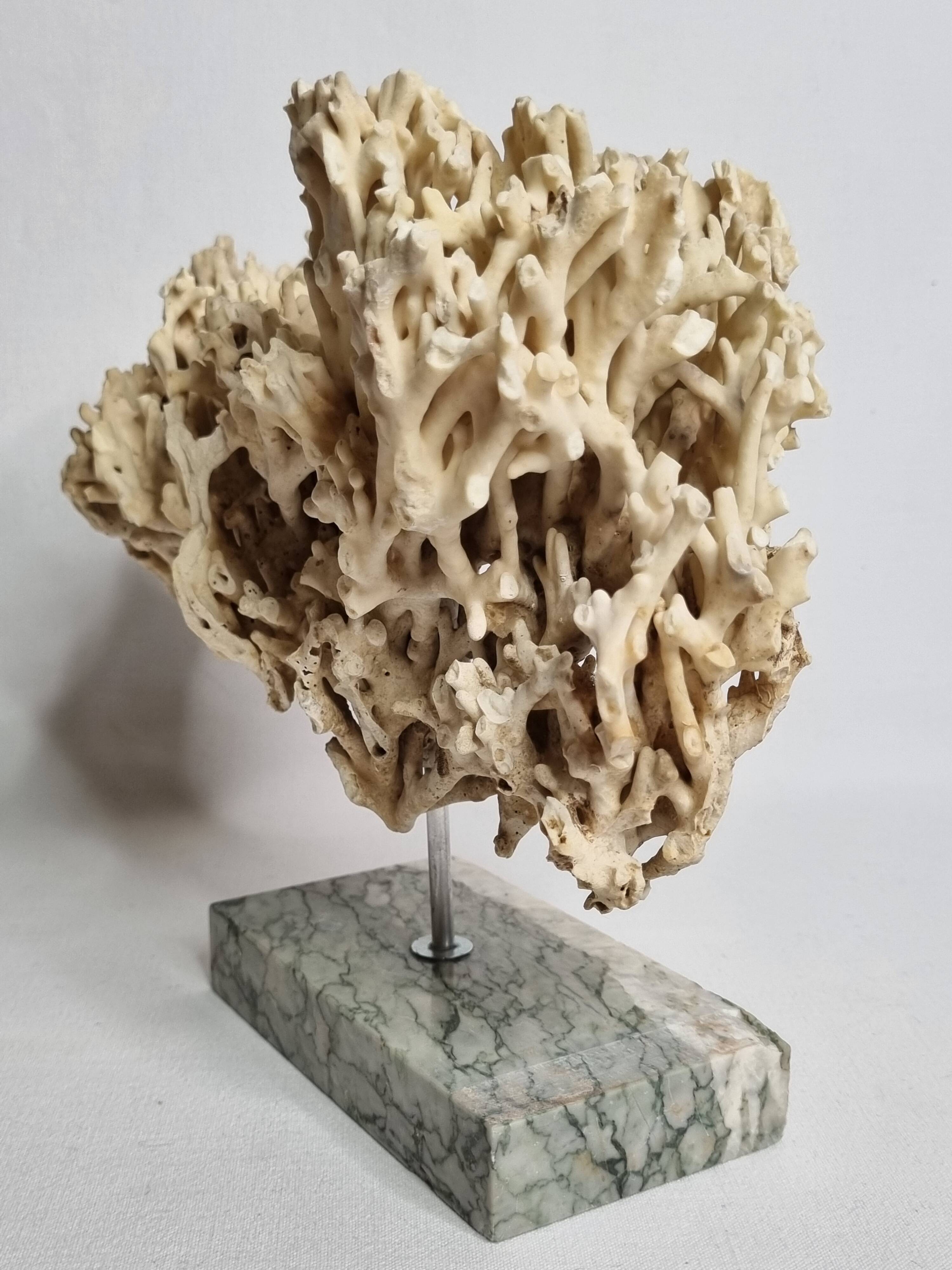 Antique White Coral on Grey Marble Base, 21 cm