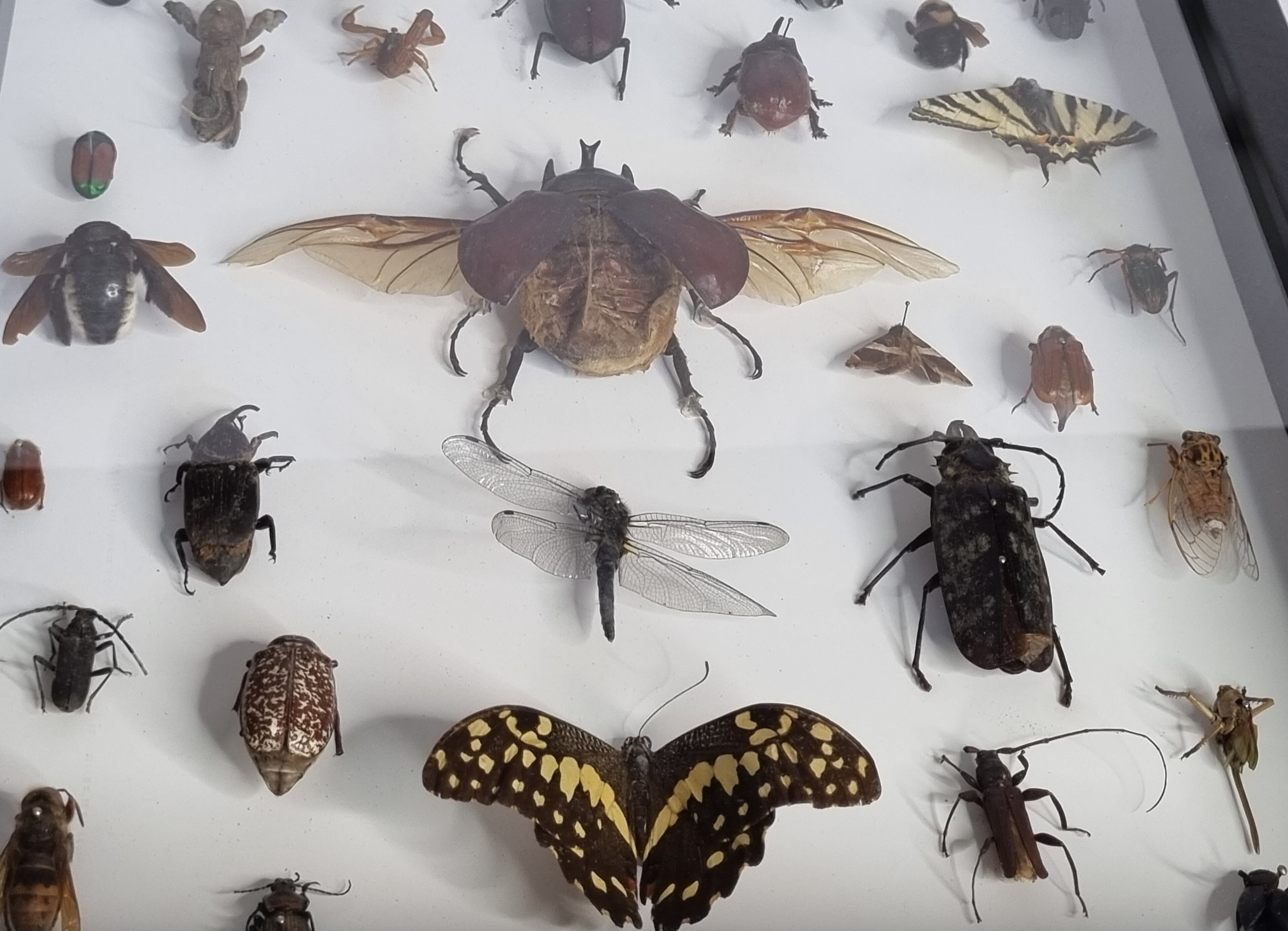 Tableau d'insectes naturalisés, ancienne collection d'entomologiste