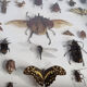 Tableau d'insectes naturalisés, ancienne collection d'entomologiste